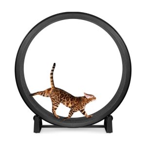 One Fast Cat Exercise Wheel